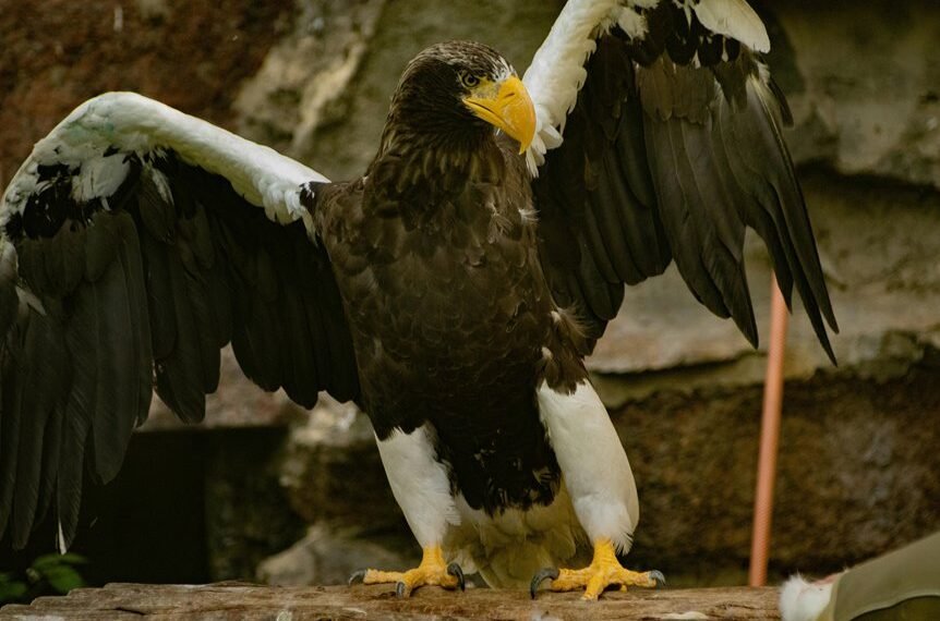 apex flow 971064801 node